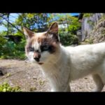 猫島の丘の上のカフェに向かう小道で出会った猫たち上まで付いてきた(YouTube)