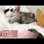 5/4 GWのまったり猫配信！(YouTube)