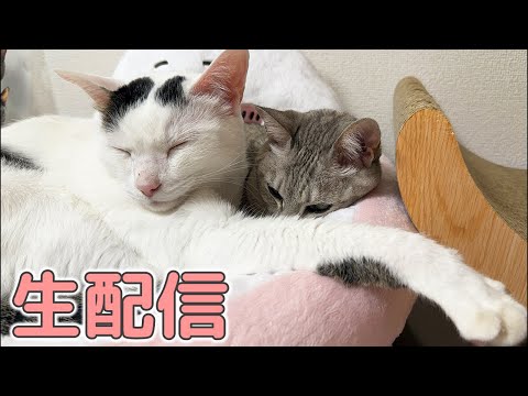 5/4 GWのまったり猫配信！(YouTube)