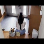 1日に何回呼ばれても「ニャ」って返事をしながら駆け寄ってくれる猫(YouTube)