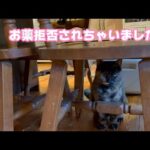 お薬拒否されちゃいましたwww  ピコ  2025 04 25(YouTube)