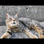 防波堤で寝ていた猫たちをナデナデして廻った(YouTube)