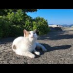 防波堤の上によく喋る猫ちゃんがいたのでナデナデしてきた(YouTube)