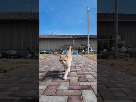 #ImpressedCatVideo #catisland #Cat(YouTube)