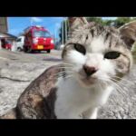 【今週のボツ動画】今週撮った未公開猫動画まとめて公開-佐賀県編-unreleased video of this week-2025/4/5w(YouTube)
