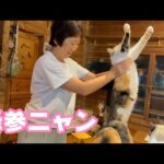 降参にゃぁ   ラン   2025 04 27 1(YouTube)