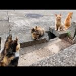 猫島の山道の道端にあった階段に座ると猫たちが集まってきた(YouTube)