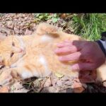 茶トラ猫の兄弟が竹やぶの中から出てきてお腹丸出しで甘えてきた(YouTube)