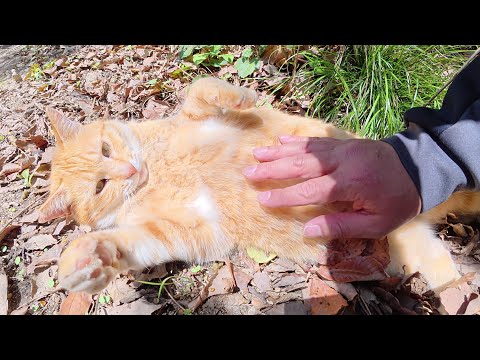 茶トラ猫の兄弟が竹やぶの中から出てきてお腹丸出しで甘えてきた(YouTube)