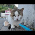 夕方のフェリー乗り場でよく喋る猫ちゃんをナデナデしてきた(YouTube)