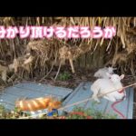 お分かり頂けるだろうか  トラ大将   2025 04 29 2(YouTube)