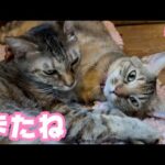 またね いつでも待ってるよ～  小麦＆柚子   2025 04 26 2(YouTube)