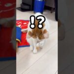 お薬を掴むことが出来る天才猫！ #shorts(YouTube)