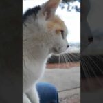 海辺の公園にいた三毛猫ちゃん、石段に座ると膝の上に乗ってきた #ImpressedCatVideo #catisland #猫(YouTube)