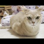 お誕生日の前日に頭頂部を薄毛にされてご機嫌ナナメな猫(YouTube)
