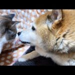 勇気をだして大好きな姫猫にぺろぺろを試みる柴犬パパ(YouTube)