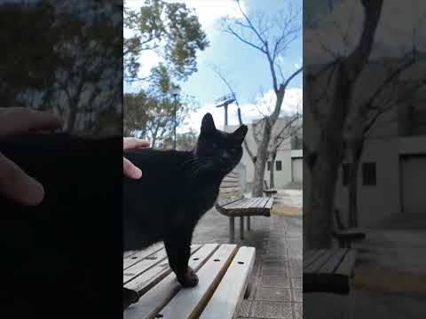 #ImpressedCatVideo #catisland #Cat(YouTube)