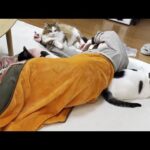 ホットカーペットでゴロゴロ、ゴロゴロする猫とお母さん(YouTube)