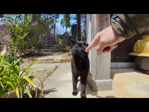 神社の黒猫ちゃんモフられにきた(YouTube)