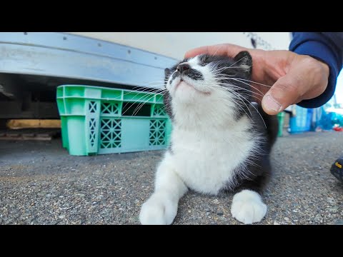 漁港の倉庫前にいた髭のハチワレ猫ちゃん、ナデナデすると足下にすり寄ってきてカワイイ(YouTube)