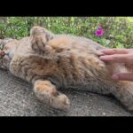 猫が池のほとりからトコトコと歩いてきてお腹を見せてくれた(YouTube)
