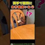 ちゃんと両手で持って食べるの可愛い😂 #猫 #cat(YouTube)
