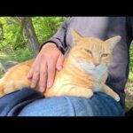 茶トラ猫をひざにのせて可愛がったら、兄弟猫に会わせてくれた(YouTube)