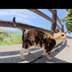 三毛猫が虹がかかった空を見ながら海辺の道を散歩する(YouTube)