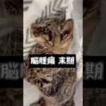 地域猫の哀しい最期(YouTube)