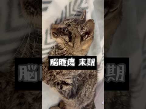 地域猫の哀しい最期(YouTube)