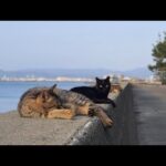 感動猫動画 のライブ配信(YouTube)