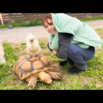 月に1度ママがおかしくなります(YouTube)