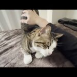 AM4時に寝たお父さんをAM7時に起こしに来るスパルタな猫(YouTube)