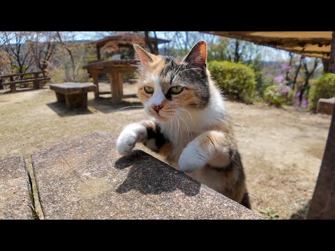 山の上の広場にあるテーブルに着くと猫が隣に座ってきた(YouTube)