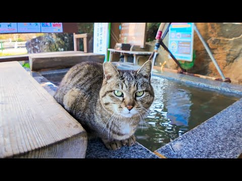 山奥の温泉街にある足湯の管理人は猫だった?!(YouTube)