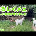 よろしくメェ  新しい家族が増えました  ハナ＆ミミ   2025 04 17 2(YouTube)