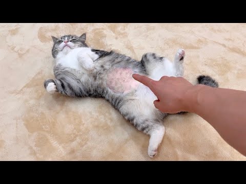 エコー検査で毛を剃られてツルツルになったお腹を触ったら猫の反応が可愛すぎましたwww(YouTube)
