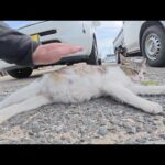 猫島の入り口でお腹の大きな妊婦猫達が集団でくつろいでいた(YouTube)