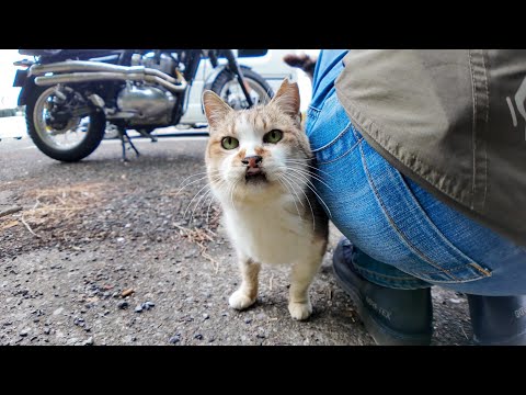 公園を散歩して駐車場に戻ってきたらあの猫がまたモフられにきた(YouTube)