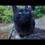 山奥の休憩所にいる黒猫ちゃんはここで休む人を癒やしてくれます(YouTube)