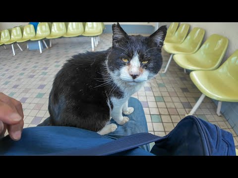 フェリー乗り場の待合室で座っていたら猫が膝の上に乗ってきた(YouTube)