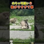 ころころしてて可愛い😂【犬】#犬 #dog #funny dogs(YouTube)