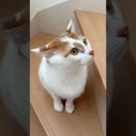 警戒心が強いトロしゃん🐱 #shorts(YouTube)