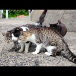 猫島の港で出会った猫たちと防波堤まで散歩する(YouTube)