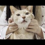 風呂上がりの娘に甘えているのを邪魔されるとすぐにへそを曲げる猫(YouTube)
