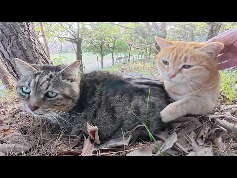 食後に公園の裏山でくつろぐキジトラ猫と茶トラ猫のカップル(YouTube)