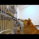 柴犬ハチ家、いよいよ保護猫と合流へ。(YouTube)