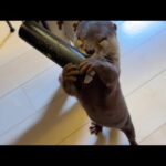 ベタベタなものにしつこく付きまとうカワウソ An otter that persists in sticky things(YouTube)
