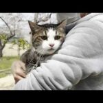 お花見しながらだと爪切りどころじゃない猫(YouTube)