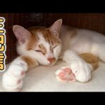 4/13 お目目ほぼ復活のトロしゃん生配信！(YouTube)